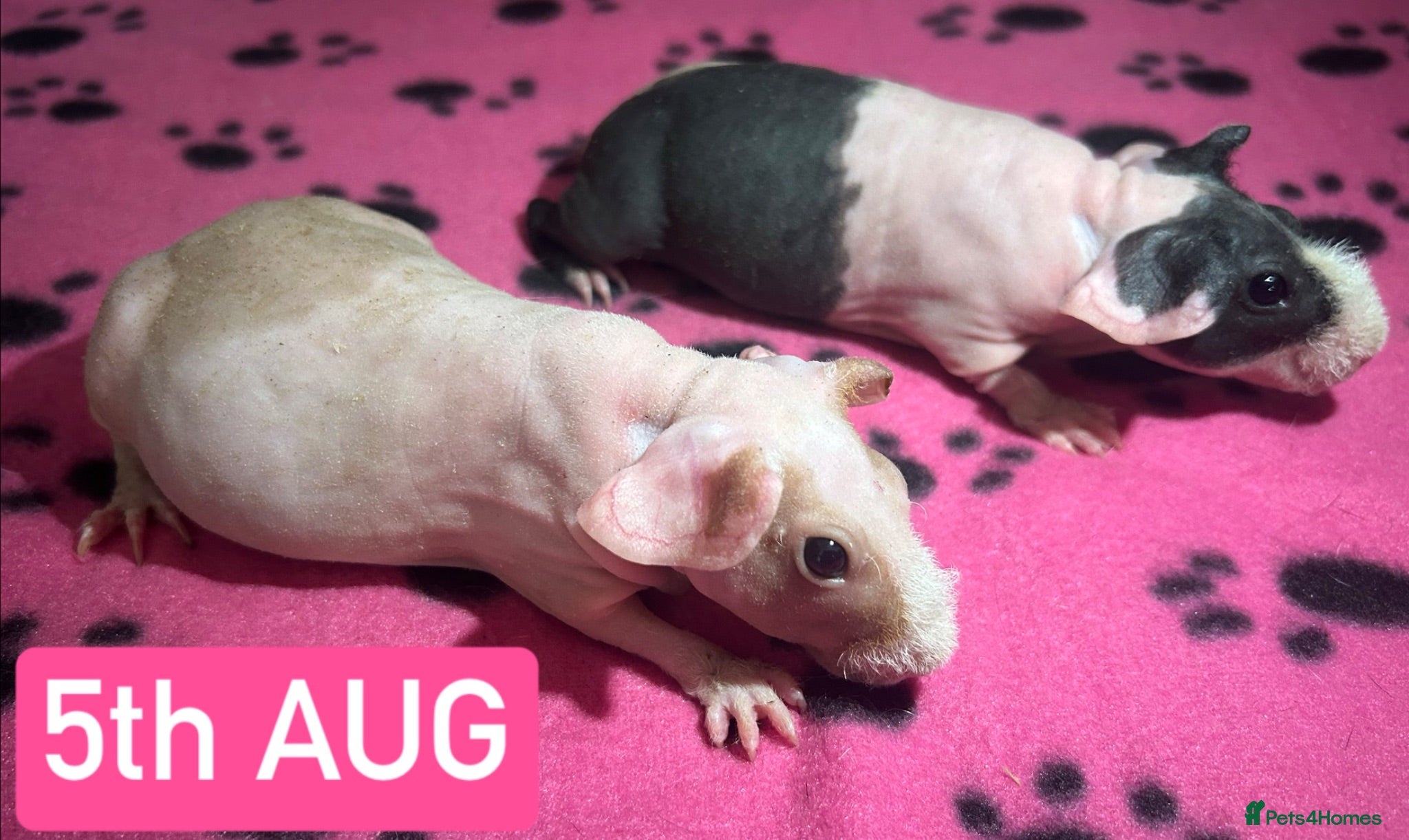 Guinea Pig rodents Skinny Pig Sows  - Advert 12