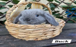 Mini Lop rabbits for sale: Pure bred Mini Lop Bunnies - Image 5