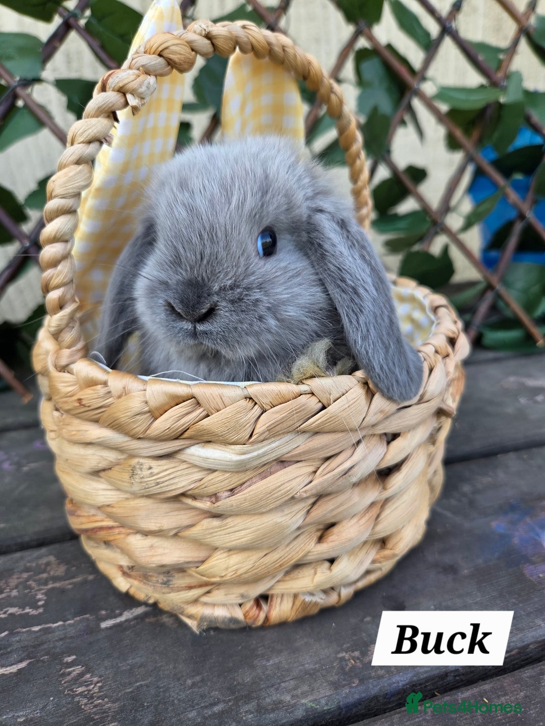 Mini Lop rabbits for sale: Pure bred Mini Lop Bunnies - Image 5
