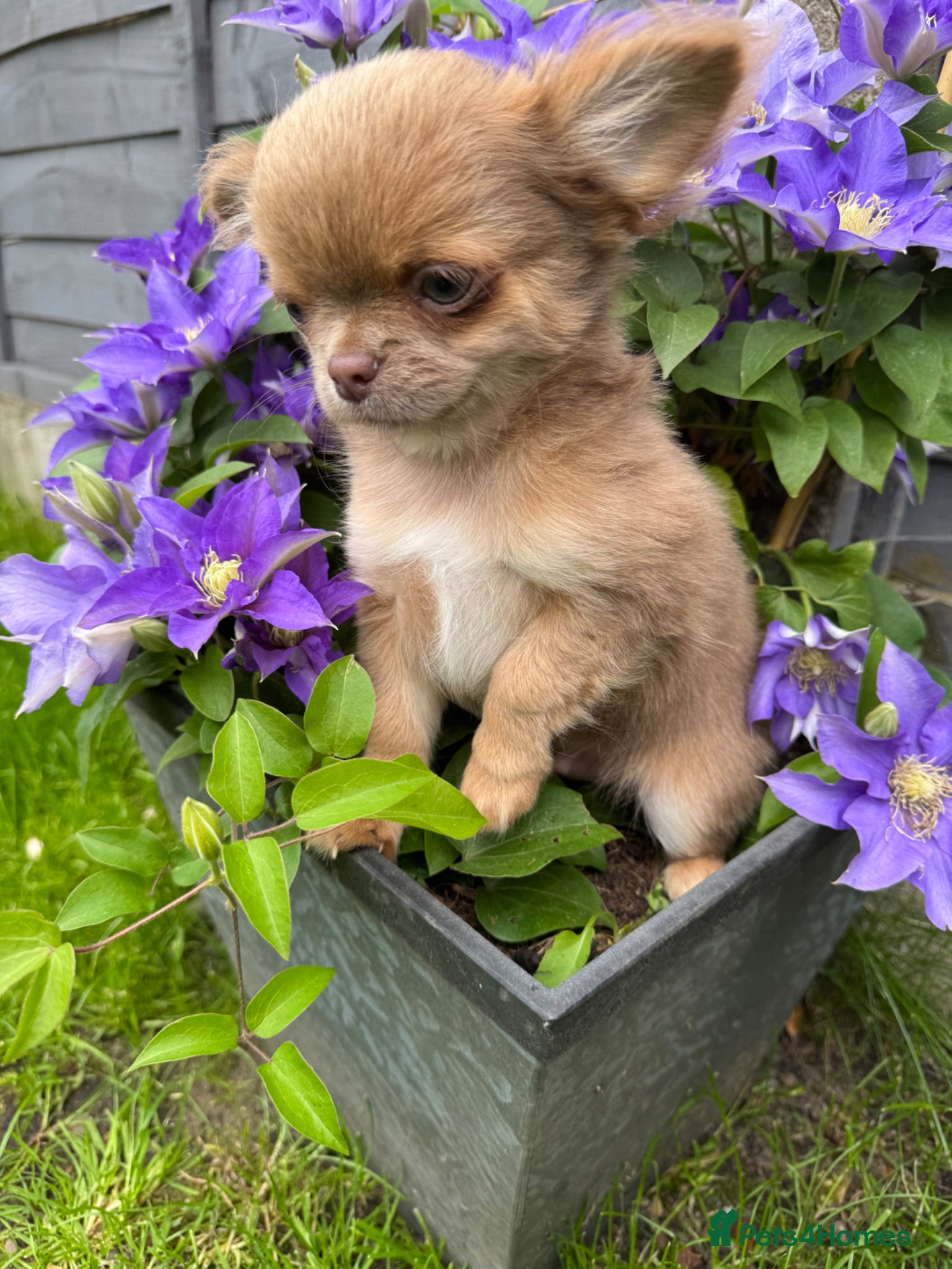 Chihuahua dogs KC registered long coat show line boy - Advert 2