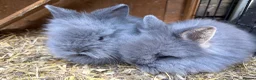 Lionhead rabbits for sale: Fluffy double mane lion head rabbits for sale  - Advert 18