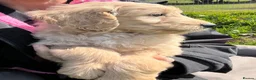 Goldendoodle dogs for sale: Stunning Goldendoodle Puppies - Advert 22