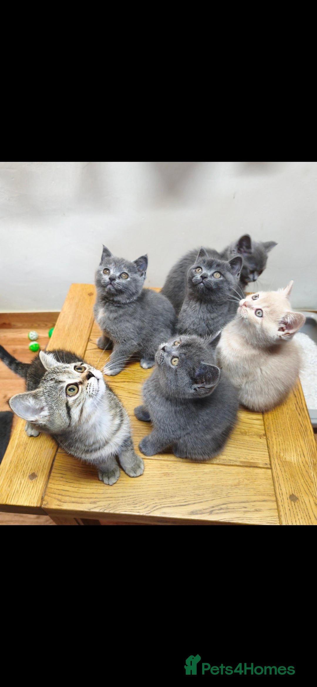 British Shorthair cats for sale: British Shorthair Kittens Imported Parents  - Advert 6