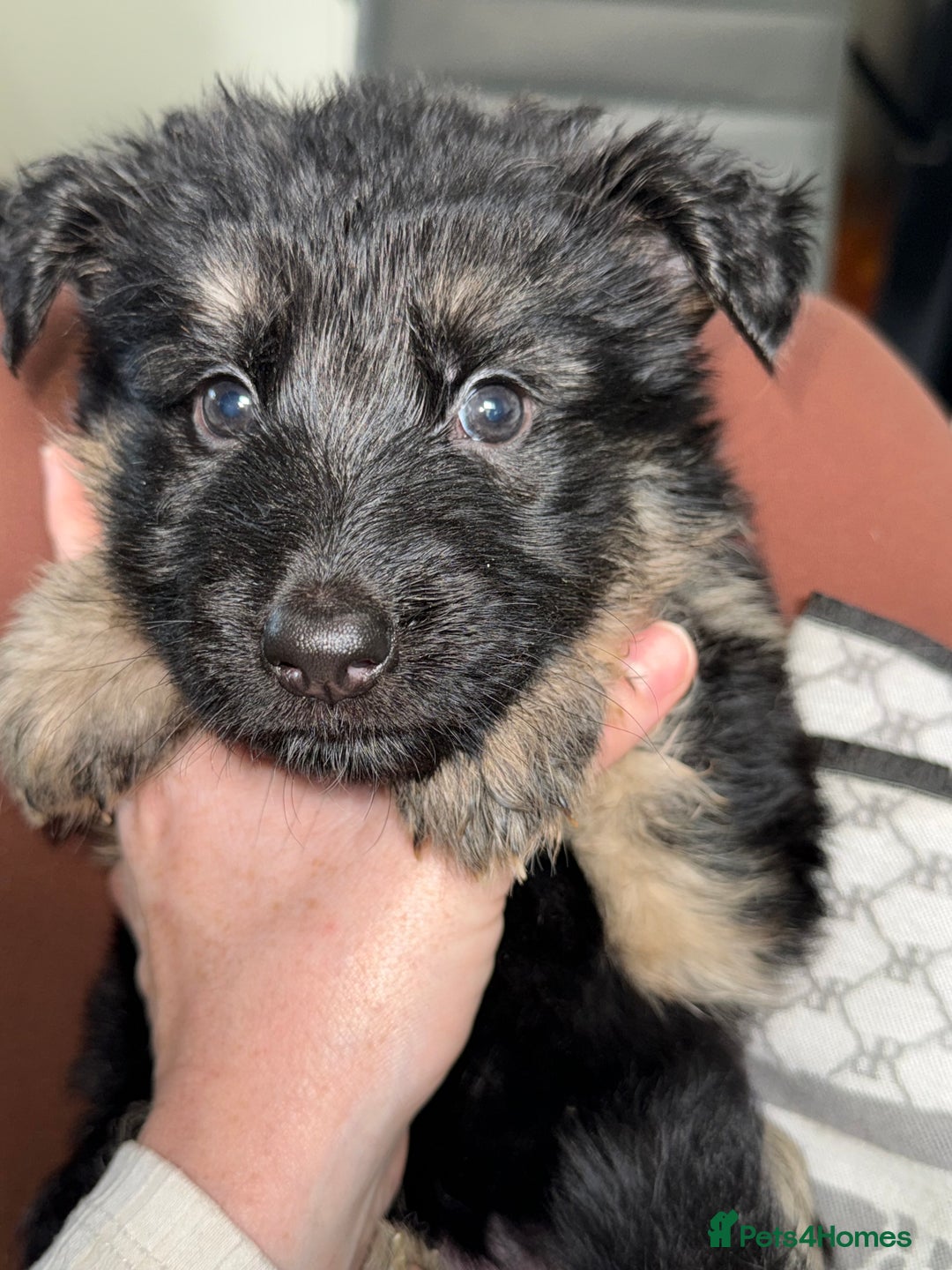 German Shepherd dogs for sale: Beautiful German Shepherd puppies  - Advert 30