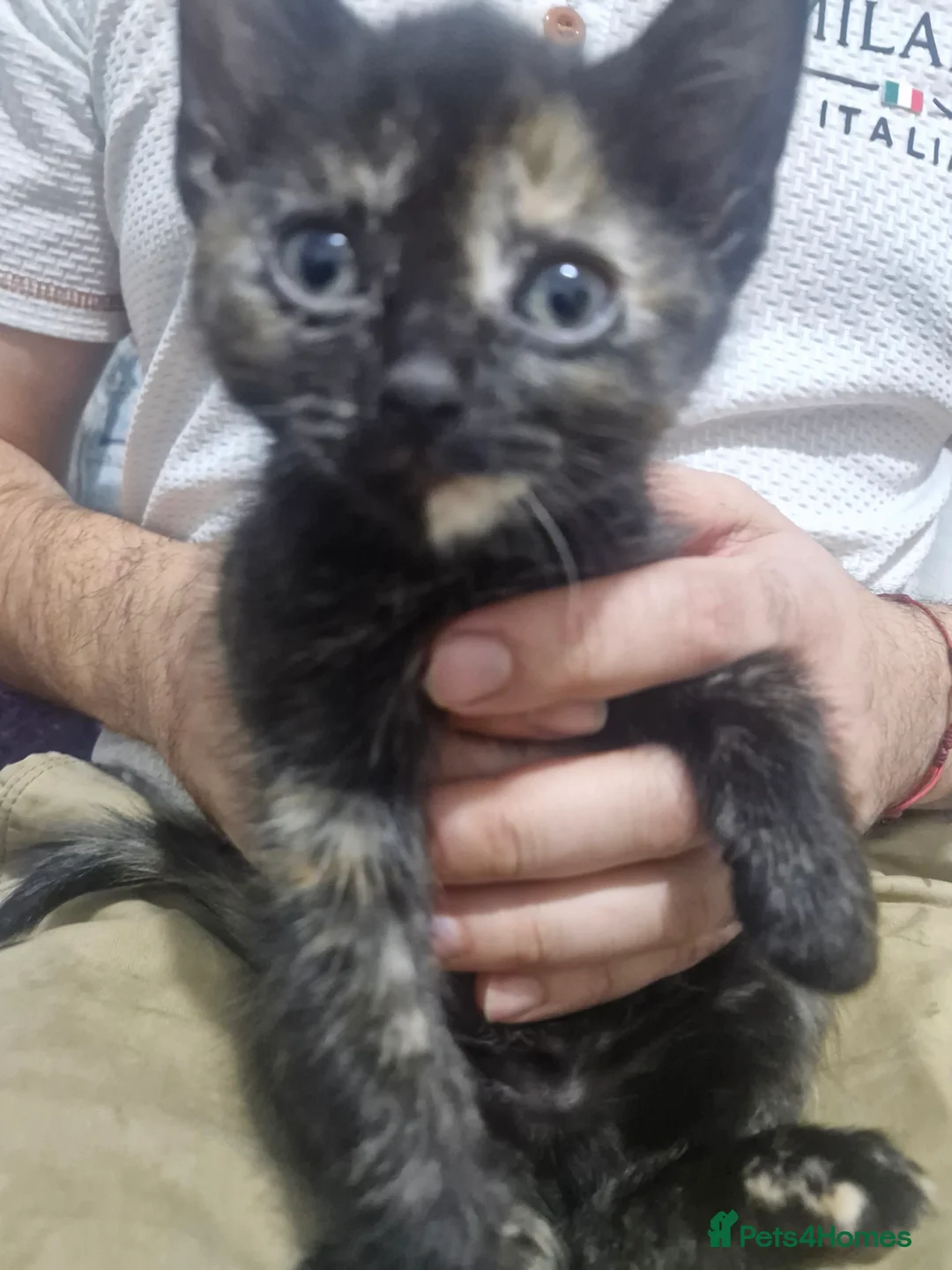 American Shorthair cats for sale: American shorhair kittens - Advert 4