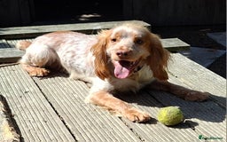 Cocker Spaniel dogs for sale: Adult Working line Cocker Spaniel  - Image 2