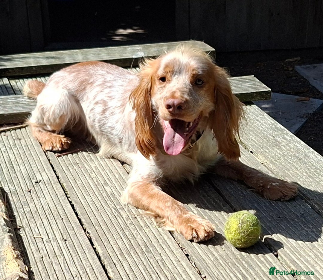 Cocker Spaniel dogs for sale: Adult Working line Cocker Spaniel  - Image 2