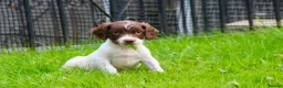 English Springer Spaniel dogs for sale: Working Line Liver And White Springer Spaniels - Advert 30