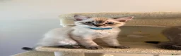 Ragdoll cats for sale: Beautiful Ragdoll x Bengal kittens - Advert 6