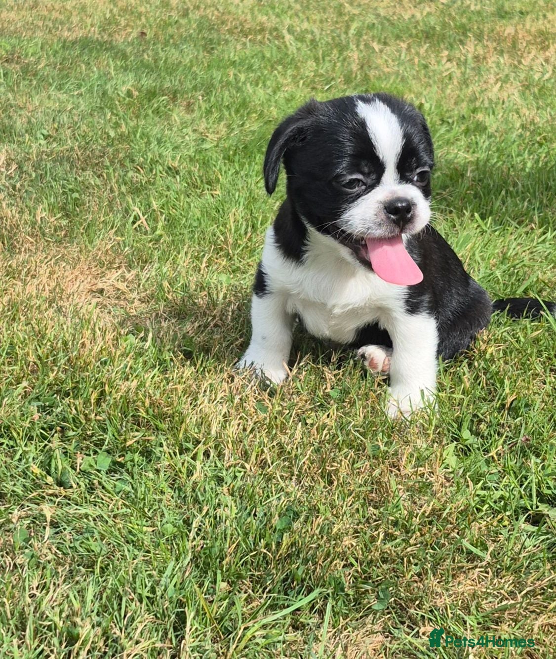 Mixed Breed dogs Beautiful mixed breed babies - Advert 1