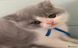 British Shorthair cats for sale: Blue bio-colour girl - Image 4