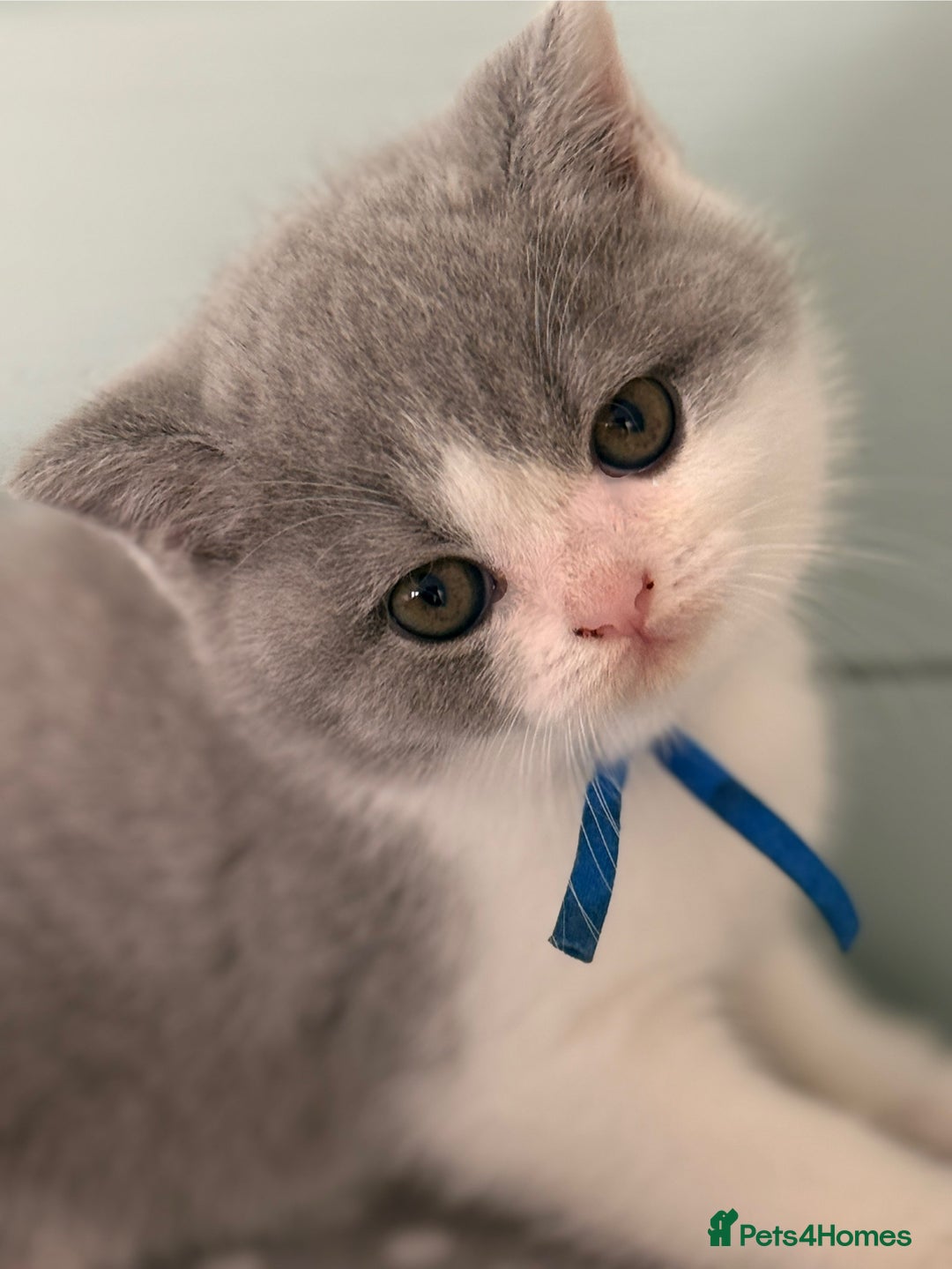 British Shorthair cats for sale: Blue bio-colour girl - Image 4