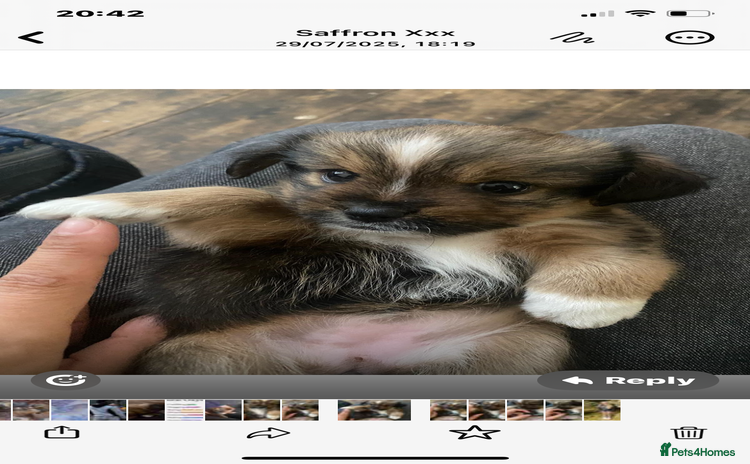 Mixed Breed dogs - Advert 11