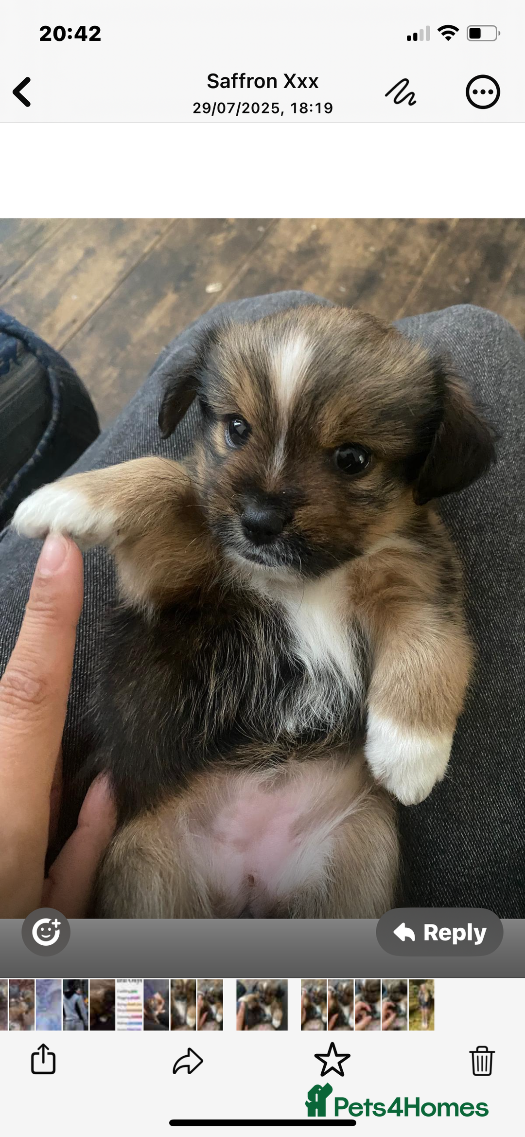 Mixed Breed dogs for sale: Lhasa Apso/ Jackhuahua puppies  - Image 1