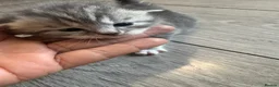 British Shorthair cats for sale: Kitten’s off bsh silver tabby  - Advert 8
