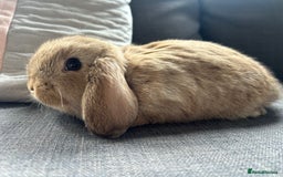 Mini Lop rabbits for sale: Beautiful baby  mini lops bunny’s  in Taunton - Image 6