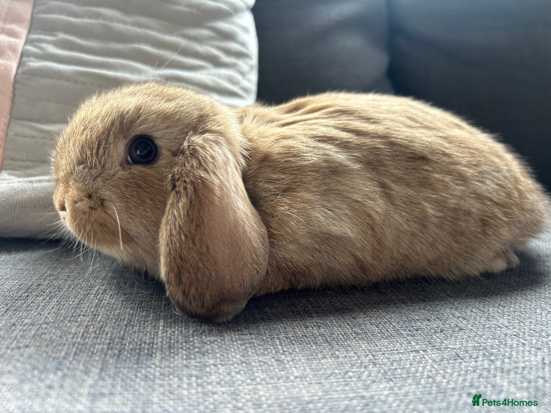 Mini Lop rabbits for sale: Beautiful baby  mini lops bunny’s  in Taunton - Image 6