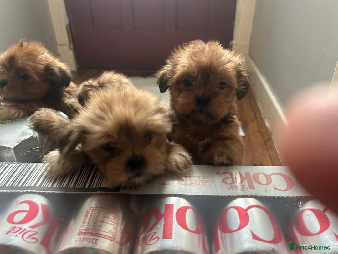 Lhasa Apso dogs for sale: Red and tan Lhasa apso puppies  - Image 6