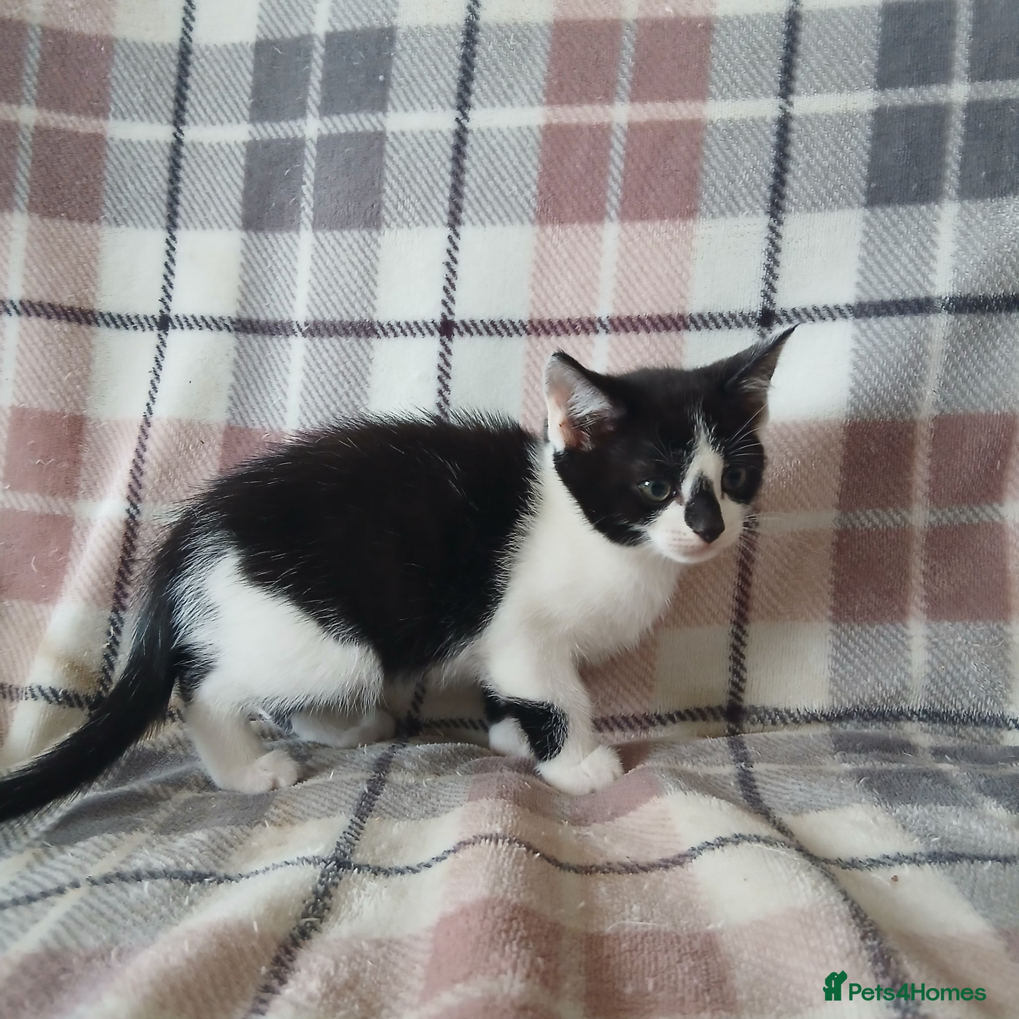 Mixed Breed Kitten 5