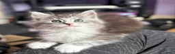 Maine Coon cats for sale: 4 Stunning pure Maine Coon Kittens - Advert 8