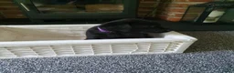 Labrador Retriever dogs for sale: WORKING BLACK LABRADOR PUPPIES-DRAKESHEAD LINE - Advert 23