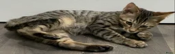 Mixed Breed cats for sale: Bengal x Savannah babies - Advert 2
