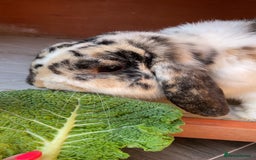 Dwarf Lop rabbits for sale: Beautiful male dwarf lop  - Image 5