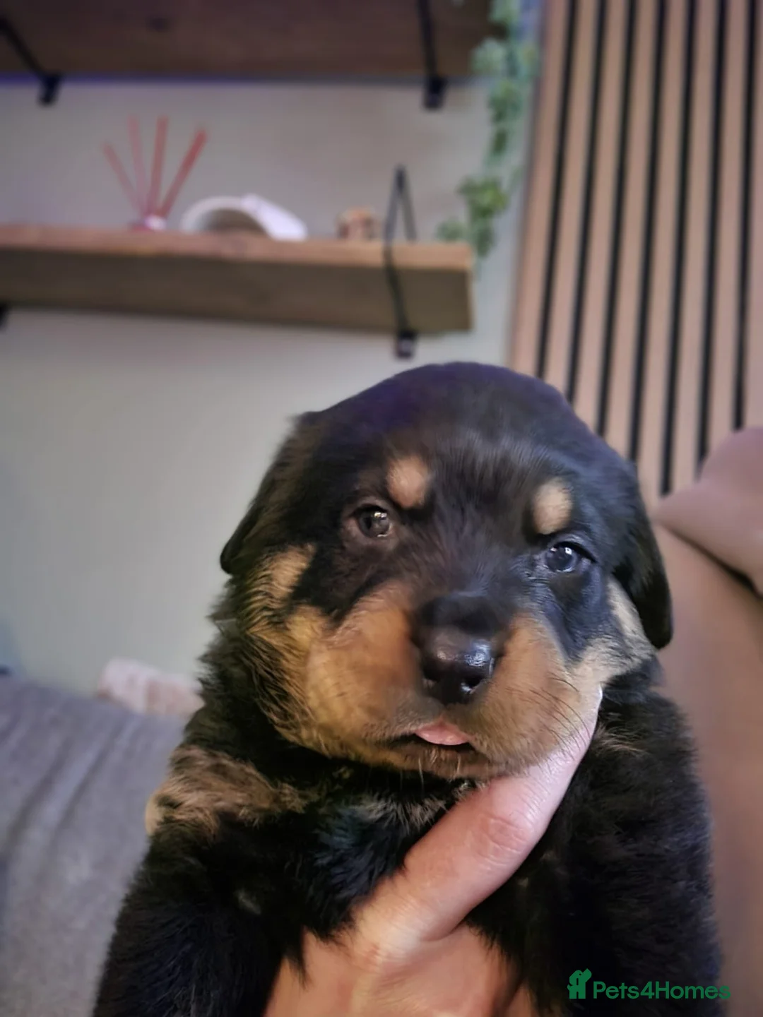 Rottweiler dogs for sale: Stunning chunky Rottweiler puppies  - Advert 27