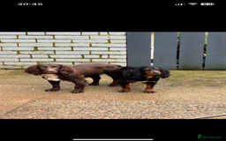 Cocker Spaniel dogs for sale: Cocker spaniel puppies🤩 - Image 2