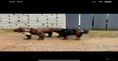 Cocker Spaniel dogs - Advert 6