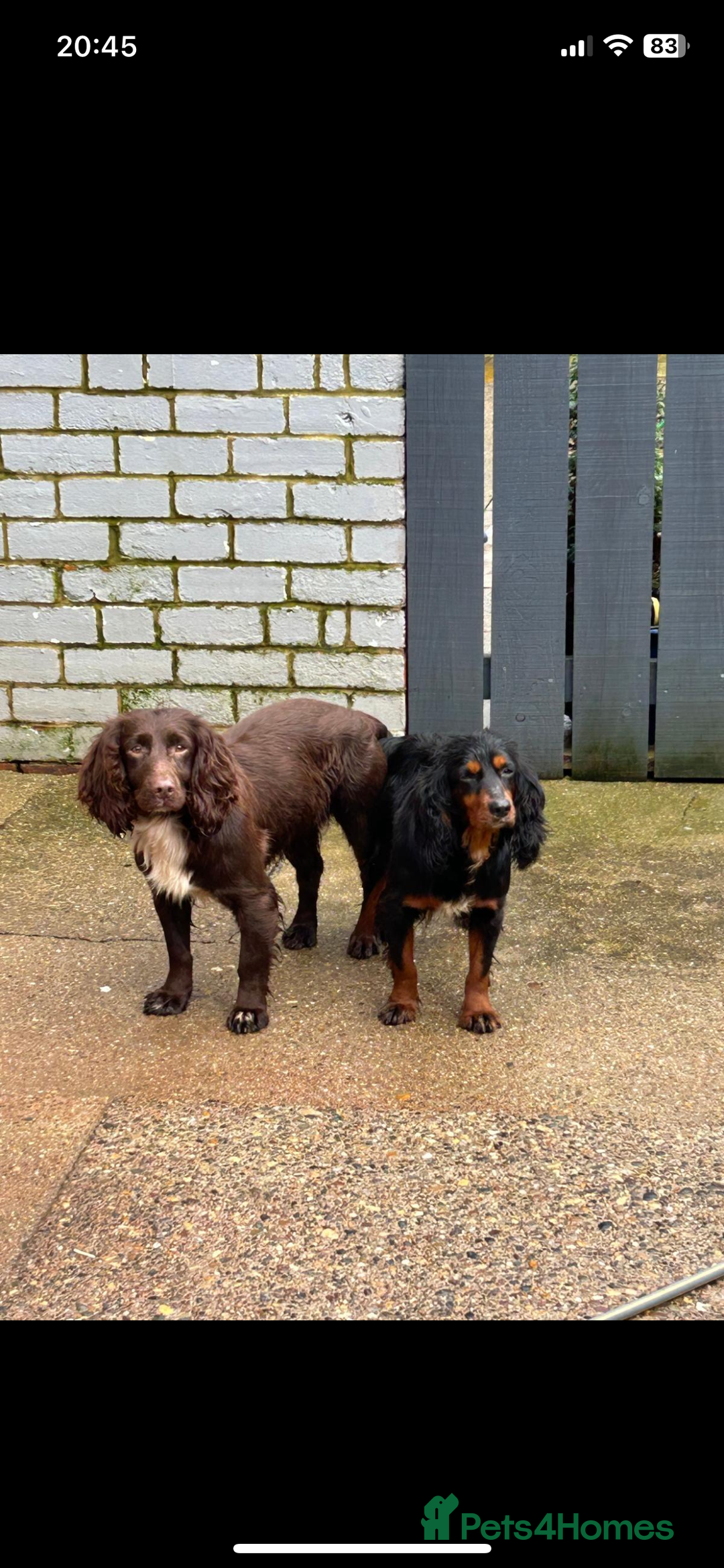 Cocker Spaniel dogs for sale: Cocker spaniel puppies🤩 - Image 2