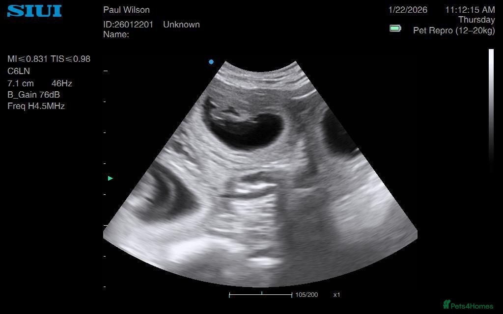 Golden Retriever dogs Low inbreeding coefficient puppies due soon  - Advert 1