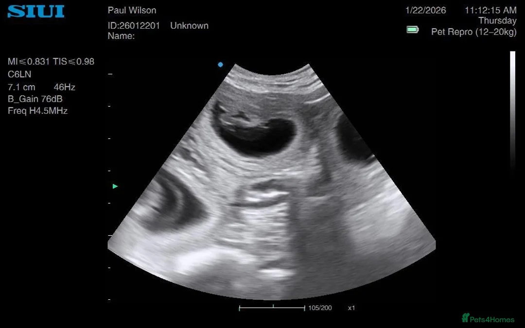 Golden Retriever dogs for sale: Low inbreeding coefficient puppies due soon  - Advert 2