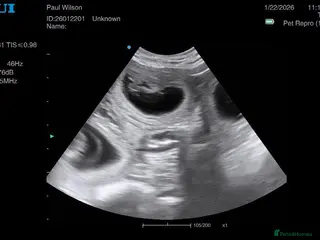 Golden Retriever dogs Low inbreeding coefficient puppies due soon - Advert 1