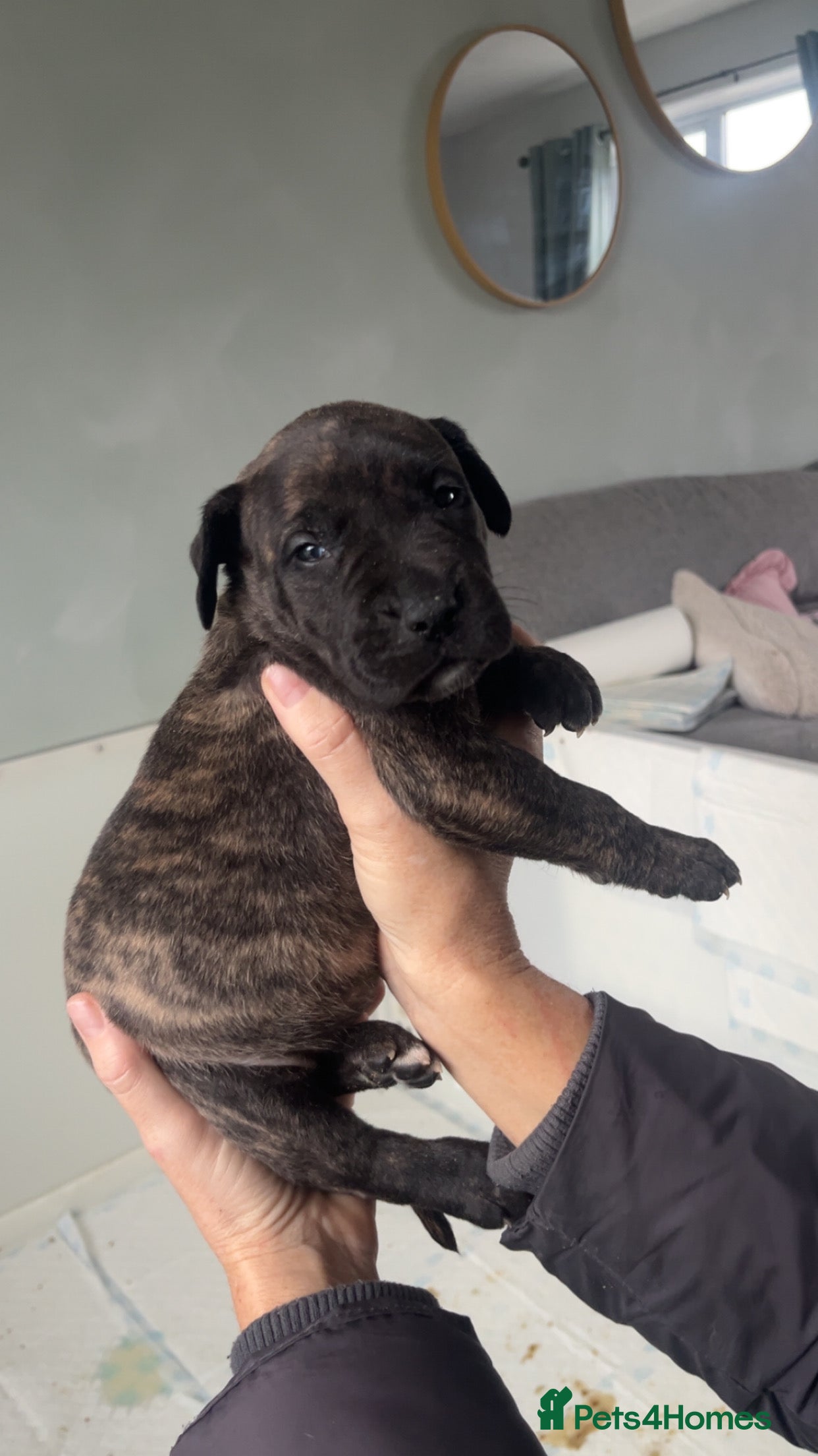 Presa Canario dogs Presa Canario puppies - Advert 7