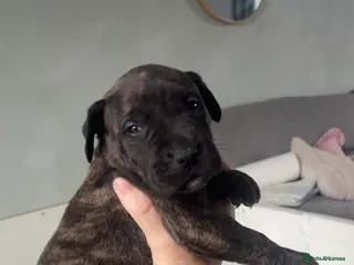 Presa Canario dogs Presa Canario puppies - Advert 7