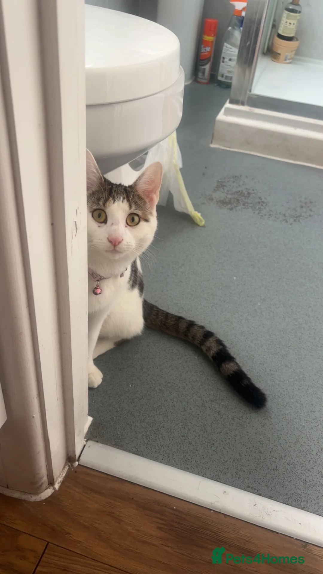 Domestic Shorthair cats for sale: KITTENS FREE in Mitcham - Advert 9
