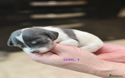 Mixed Breed dogs for sale: Jackweenie puppies - Image 12