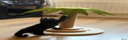 Mixed Breed cats for sale: Beautiful Persian Kittens - Advert 13