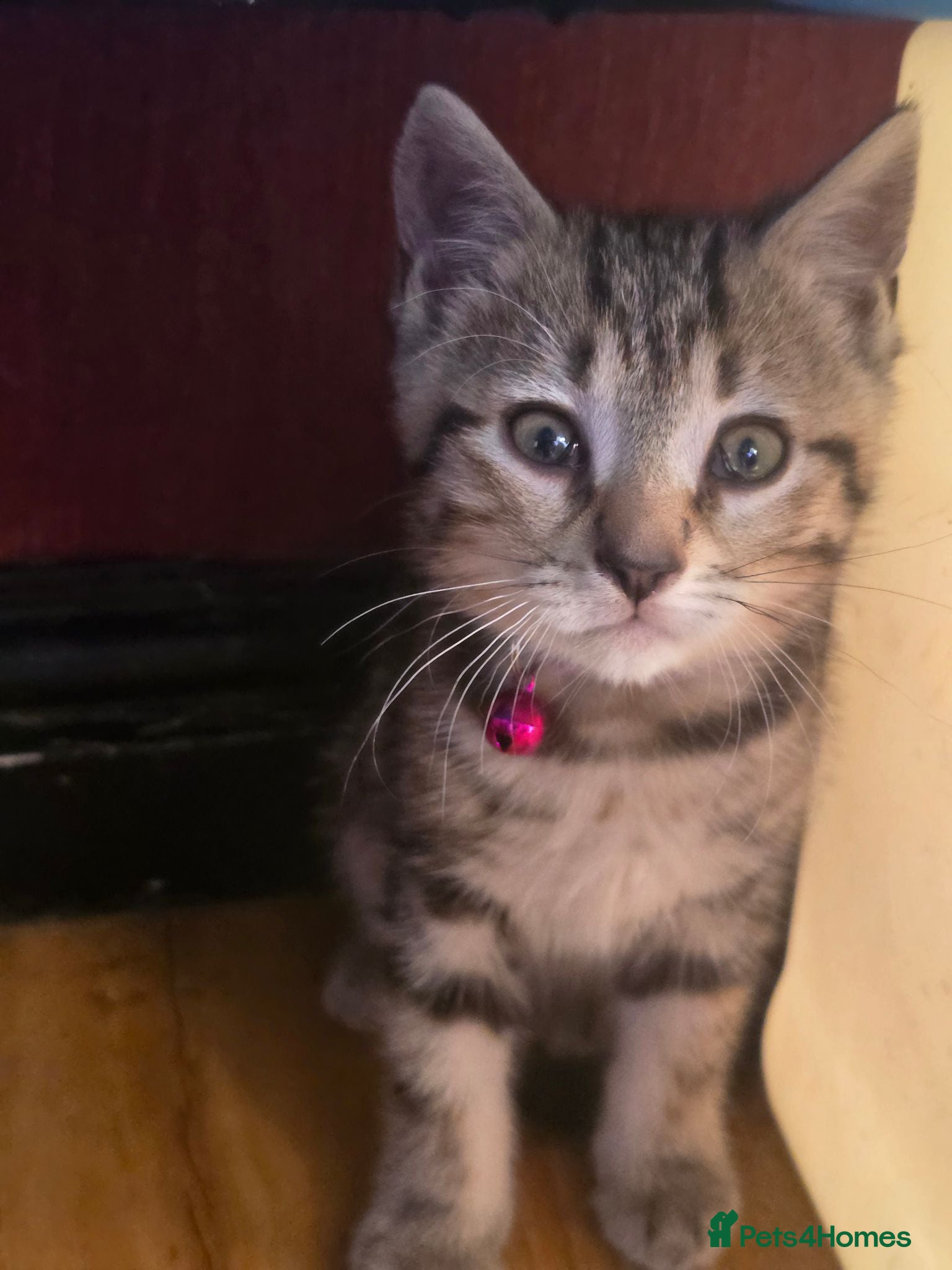 Mixed Breed cats Tabby male kitten - Advert 11
