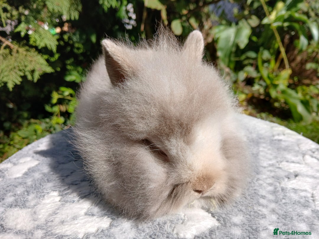 Lionhead rabbits for sale: Stunning DM Lionhead baby rabbits  - Image 1