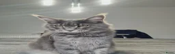 Maine Coon cats for sale: Maine coon  - Advert 6