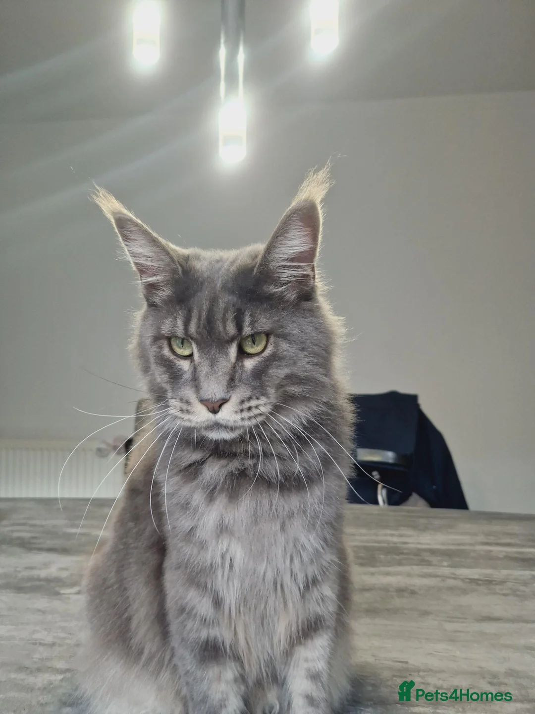 Maine Coon cats for sale: Maine coon  - Advert 6