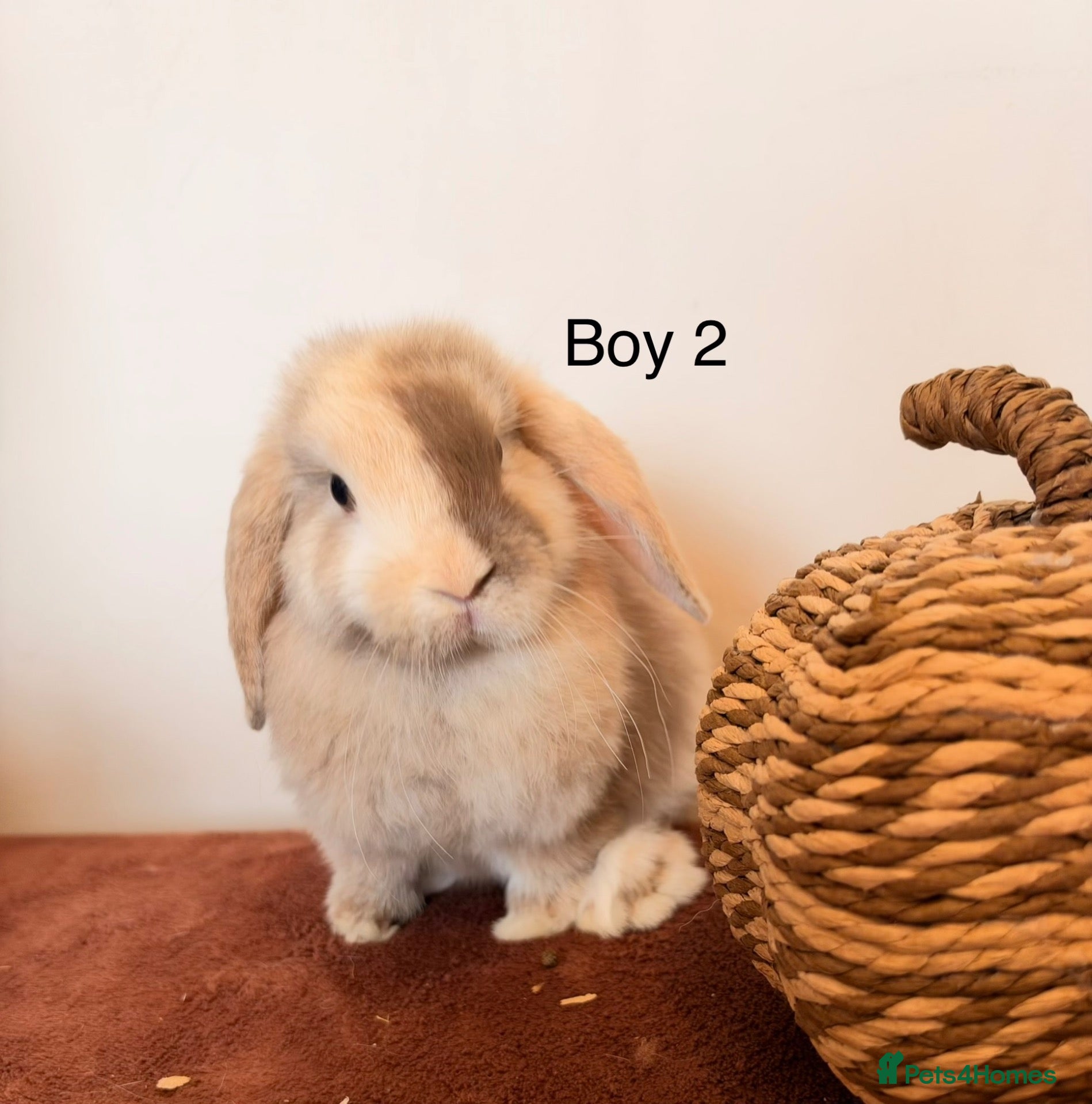 Mini Lop rabbits Mini Lop Boys, Ready To Go This Weekend - Advert 2