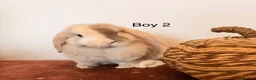 Mini Lop rabbits for sale: Mini Lop Boys, Ready To Go This Weekend - Advert 2
