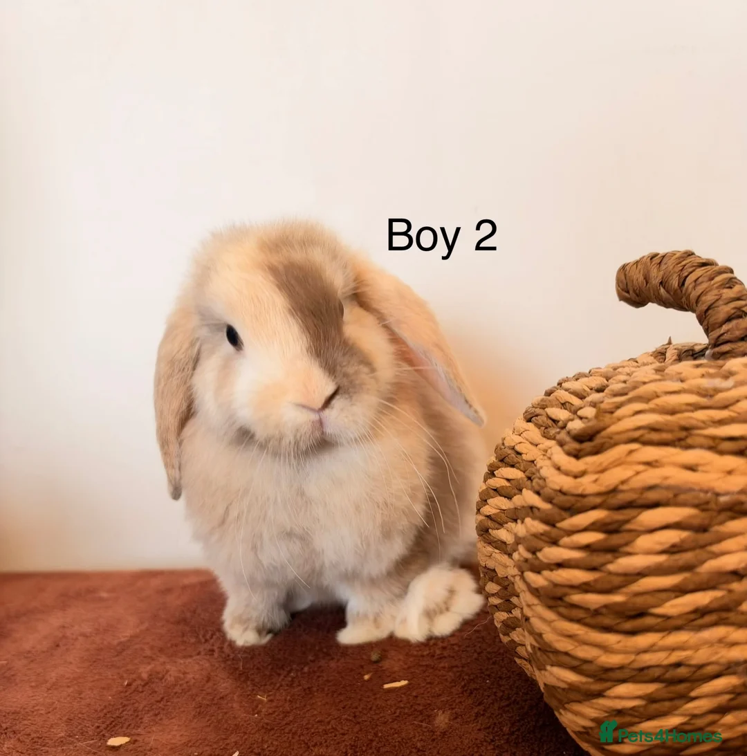 Mini Lop rabbits for sale: Mini Lop Boys, Ready To Go This Weekend - Advert 2