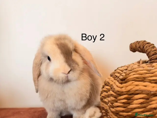 Mini Lop rabbits Mini Lop Boys, Ready To Go This Weekend - Advert 2
