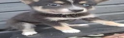 Pomsky dogs for sale: Beautiful Pomsky 1 Girl Available - Advert 30