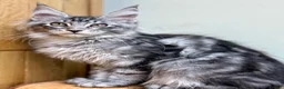 Maine Coon cats for sale: Beautiful Maine coon cats - Advert 13
