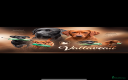 Labrador Retriever dogs for sale: Fully health tested Labrador puppies  - Image 1